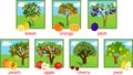 Set of different fruit trees with ripe fruits Royalty Free Stock Photo